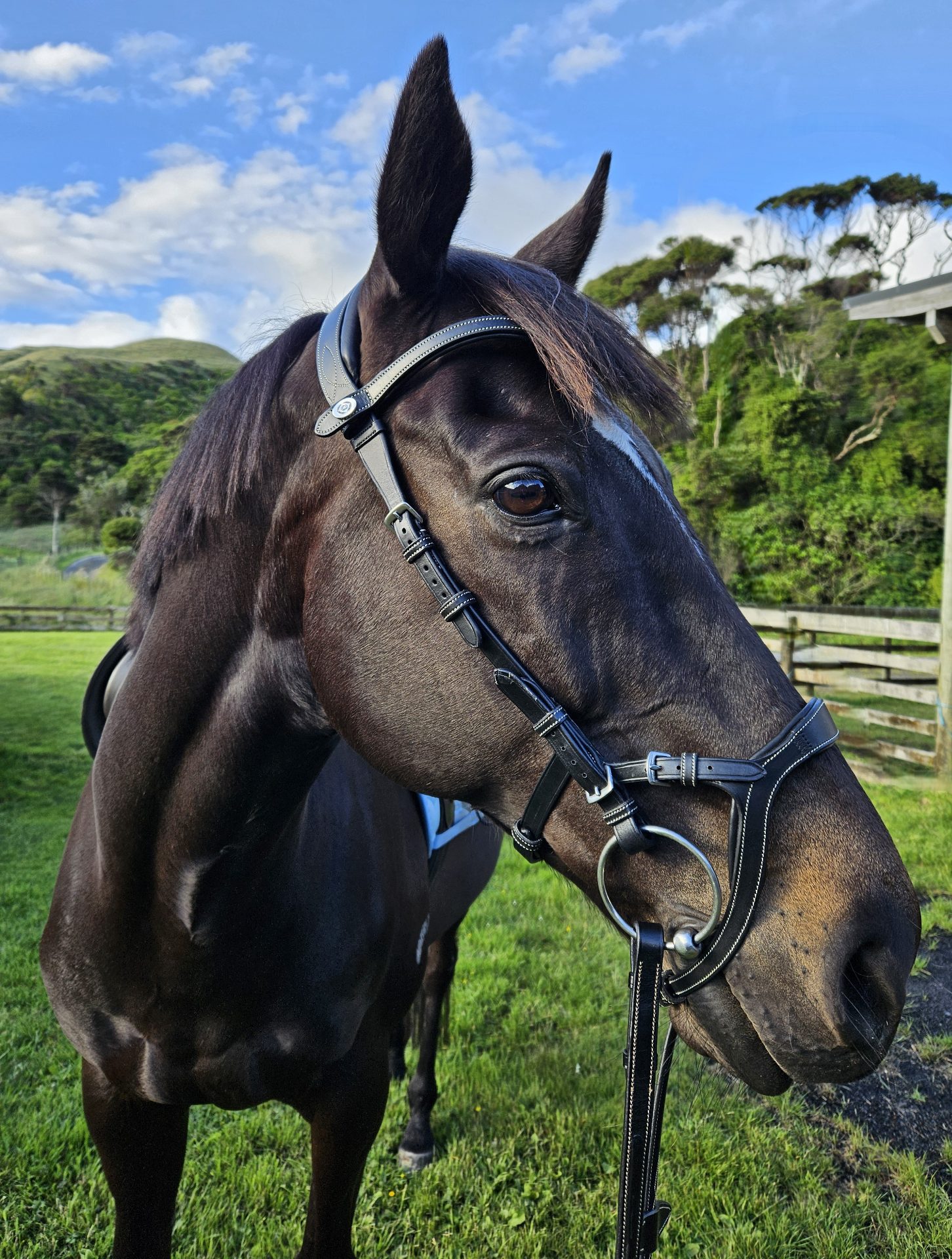 PS of Sweden Nirak Bridle (black)