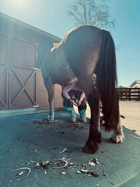 Nicole Reynolds Hoofcare