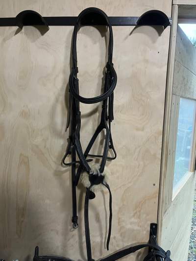 Platinum Grackle Bridle