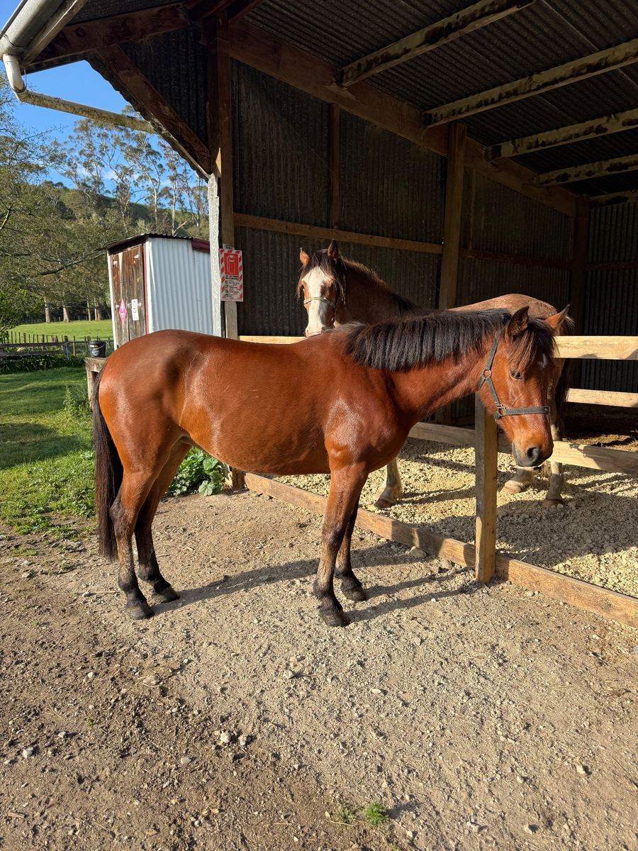 13.2hh Northland Bush Pony