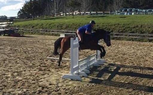 Everyday Equine NZ