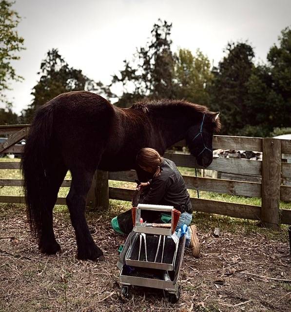 Nicole Reynolds Hoofcare