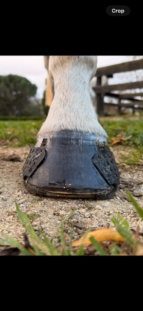 Nicole Reynolds Hoofcare