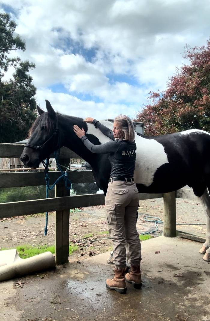 Baseline Equine