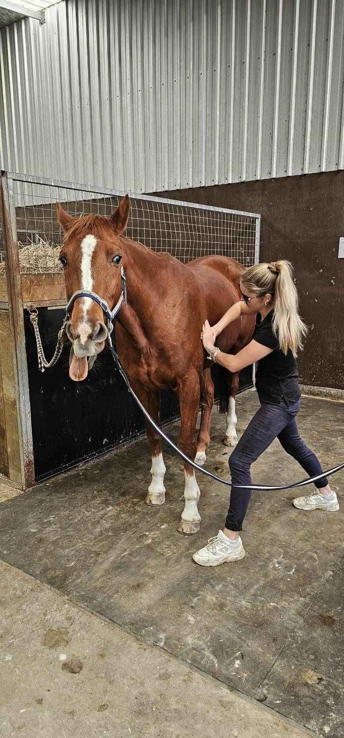 Equine Myotherapy & Services - Giorgia van der Wilt