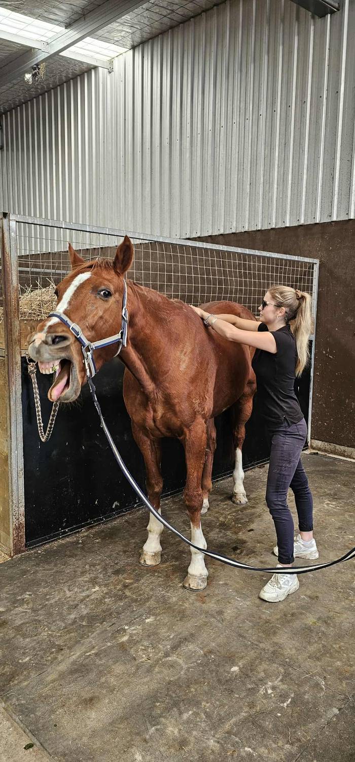 Equine Myotherapy & Services - Giorgia van der Wilt