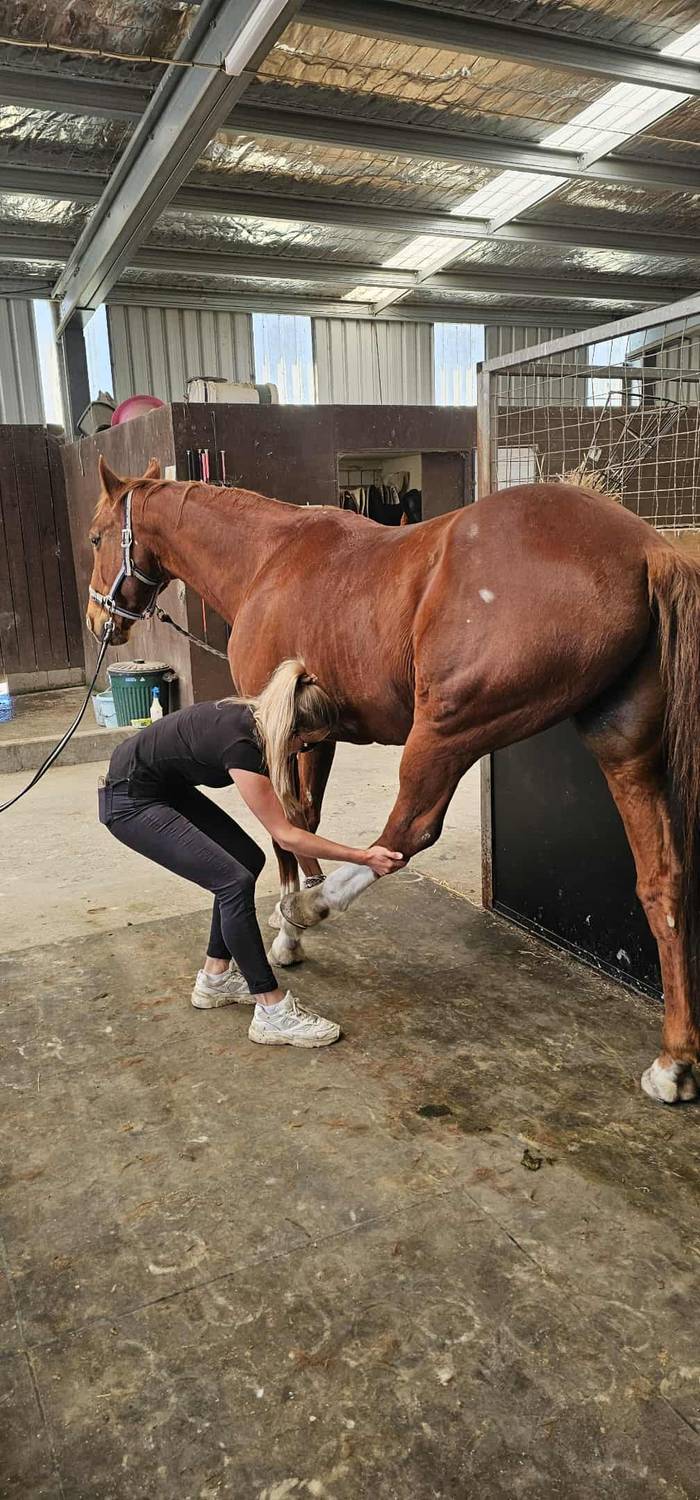 Equine Myotherapy & Services - Giorgia van der Wilt