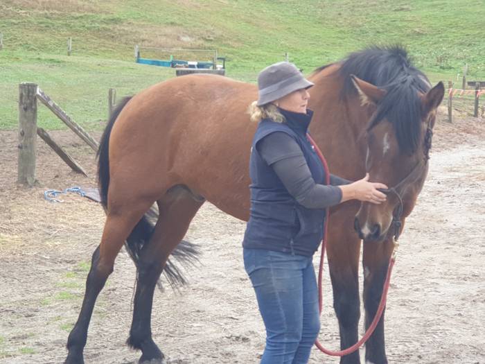 Equine Performance Bodywork