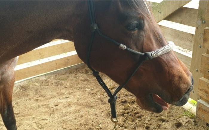 Equine Performance Bodywork