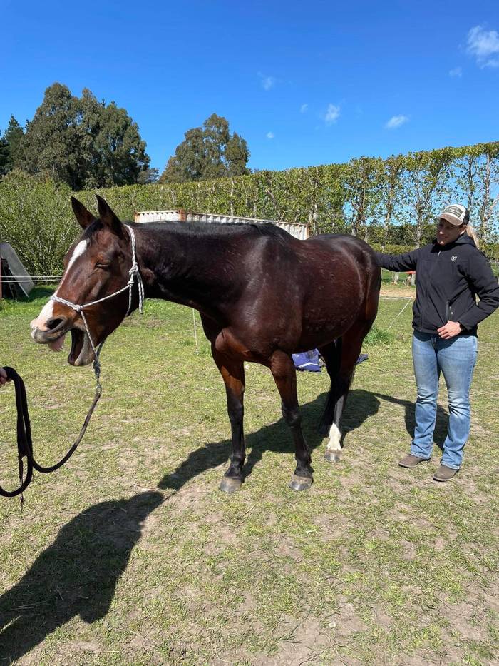 KP Equine NZ