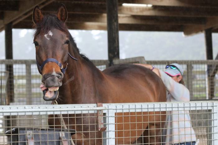 Leanne’s Equine Therapy