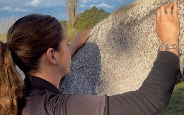 Elite Equine Therapy
