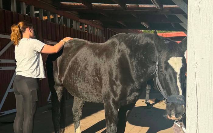 Elite Equine Therapy