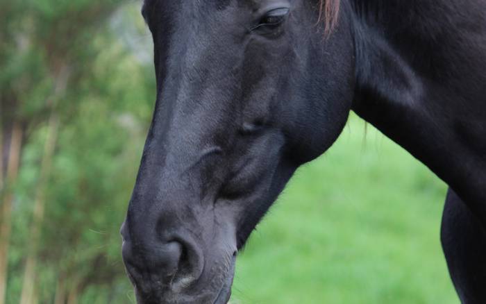 Being with Horses